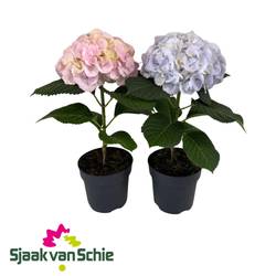 Hortensie mix blau/rosa Fusion T17 H050