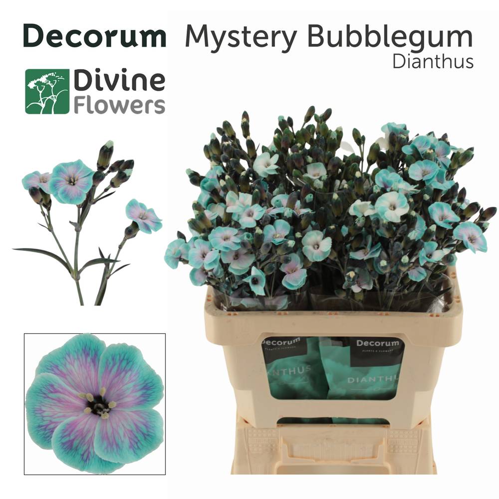 Mininelke rosa/hell blau Mistery Bubblegum gezogen 60cm