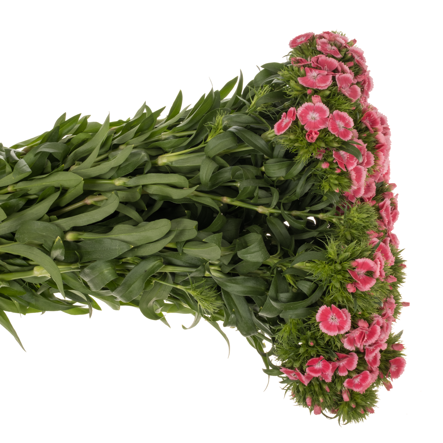 Bartnelke rosa Early Dark 55cm