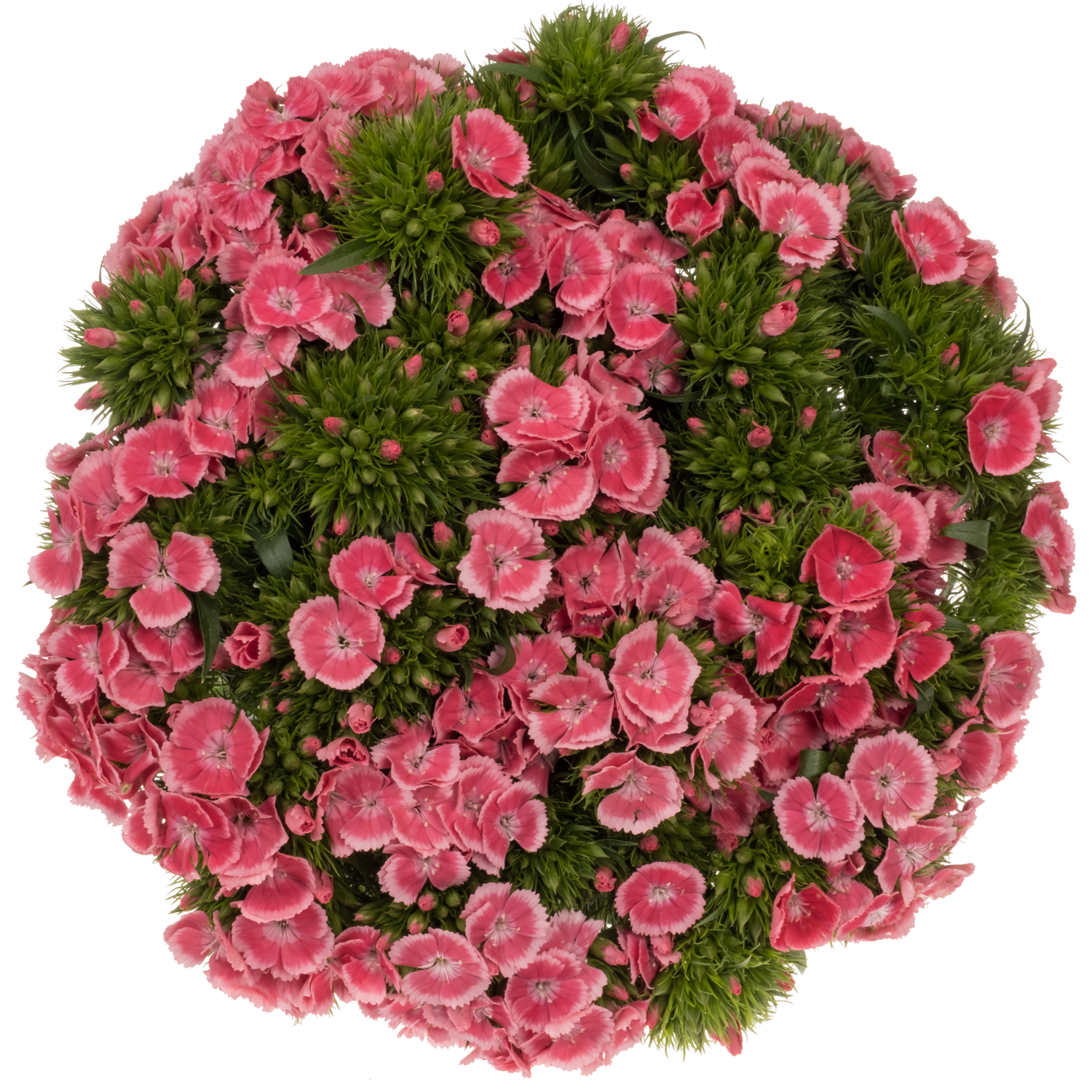 Bartnelke rosa Early Dark 55cm