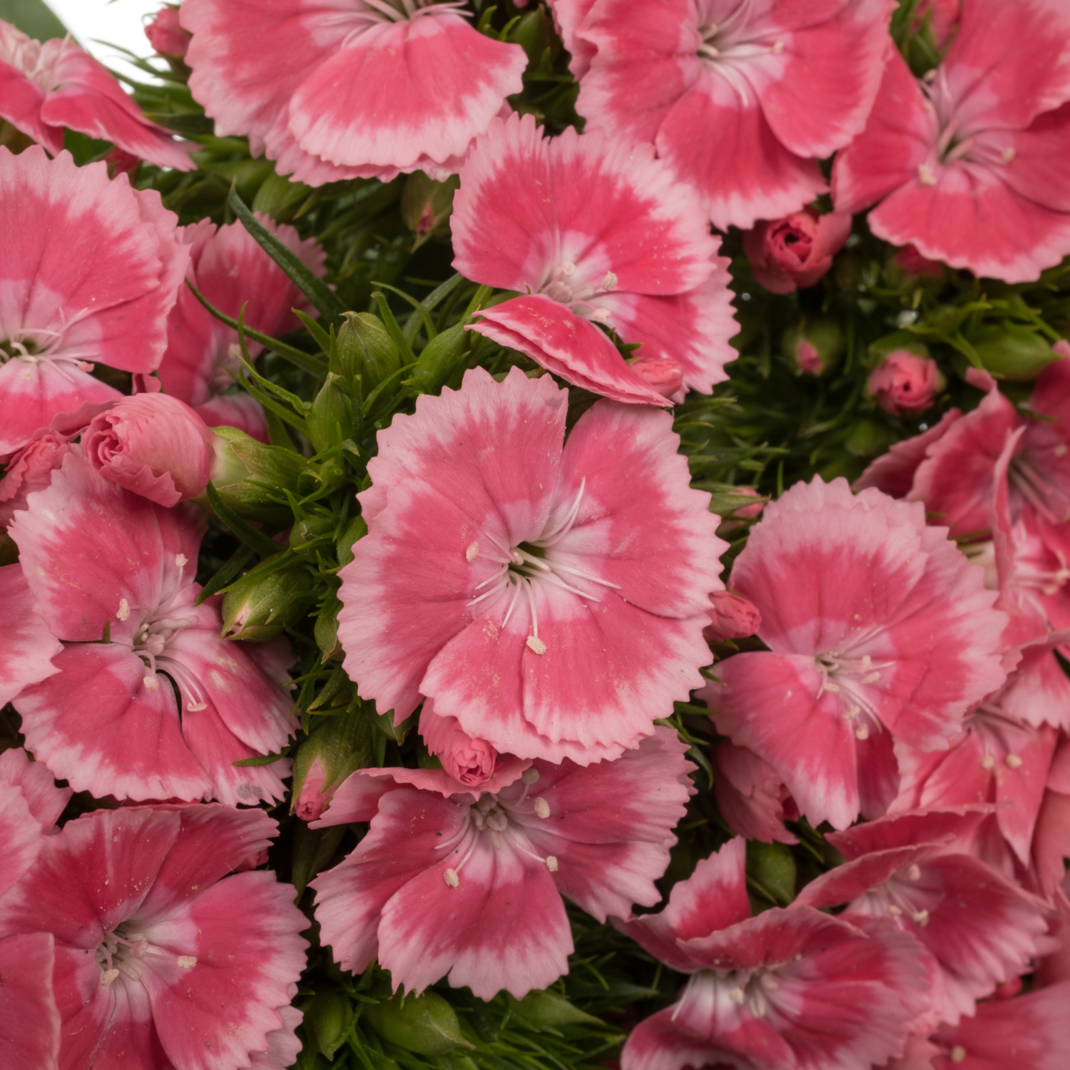 Bartnelke rosa Early Dark 55cm