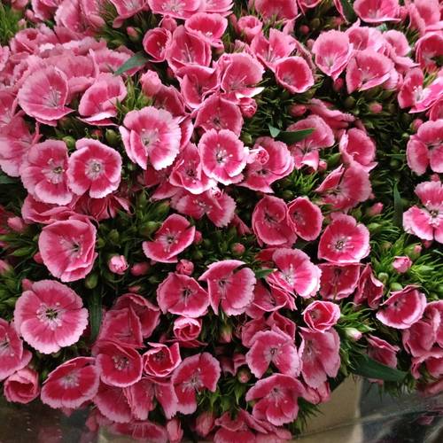 Bartnelke rosa Early Dark 55cm