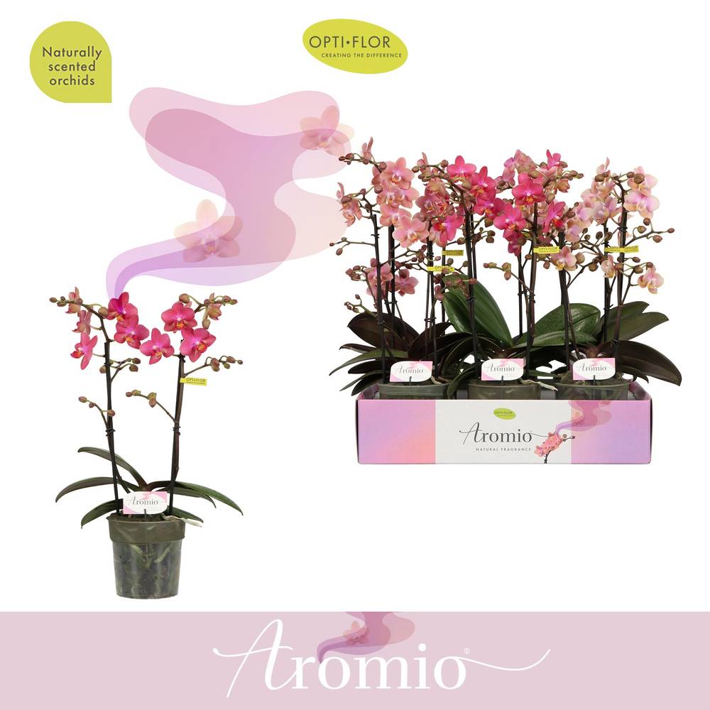Phal.2-R mix Aromio T12 H035