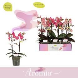 Phal.2-R mix Aromio T12 H035