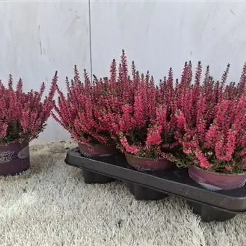 Calluna GG rot Schnapch. Von Uhr T12 H020