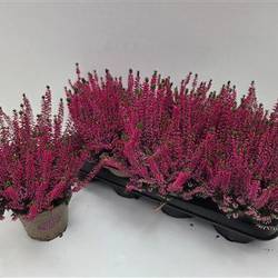 Calluna GG rosa Schnapch. Von Uhr T12 H020