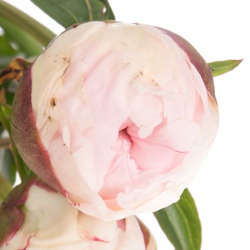 Pfingstrose weiss/rosa gefüllt  Shirley 45cm