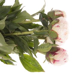 Pfingstrose weiss/rosa gefüllt  Shirley 45cm