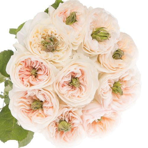 Rose apricot Tinkerbell gefüllt 50cm