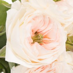 Rose apricot Tinkerbell gefüllt 50cm
