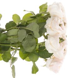 Rose apricot Tinkerbell gefüllt 50cm