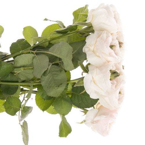 Rose apricot Tinkerbell gefüllt 50cm