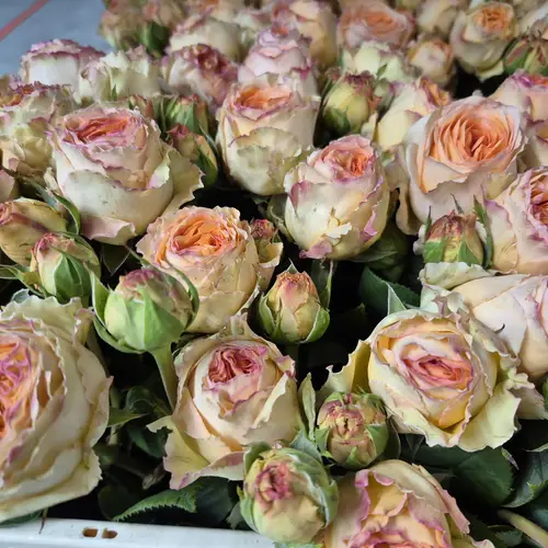 Rosa apricot Freiland Lady Capri 1+Blüte 40cm
