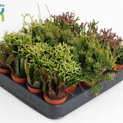 Rhipsalis mix T05,5 H010