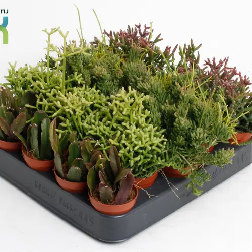 Rhipsalis mix T05,5 H010