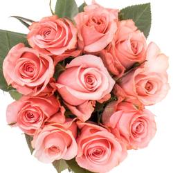 Rose rosa Be Sweet (Ec) 60cm X10
