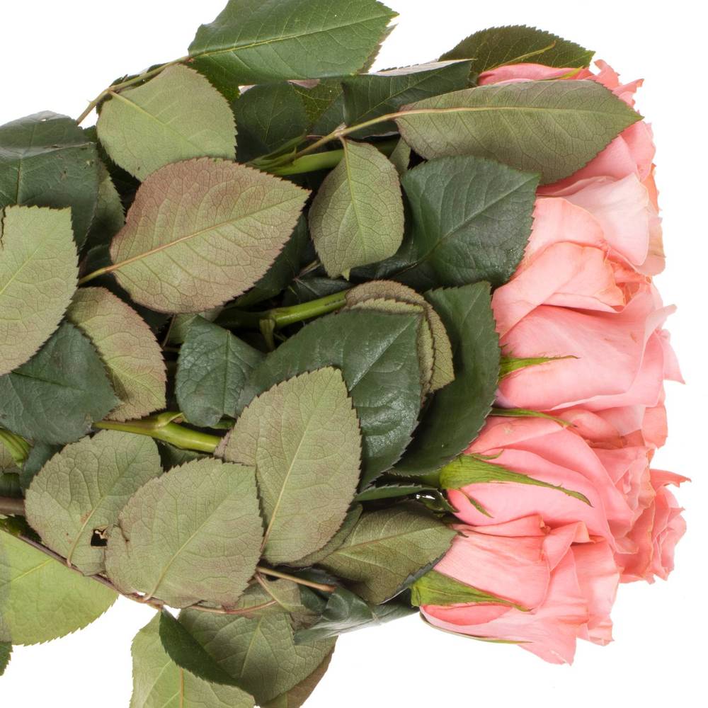 Rose rosa Be Sweet (Ec) 60cm X10
