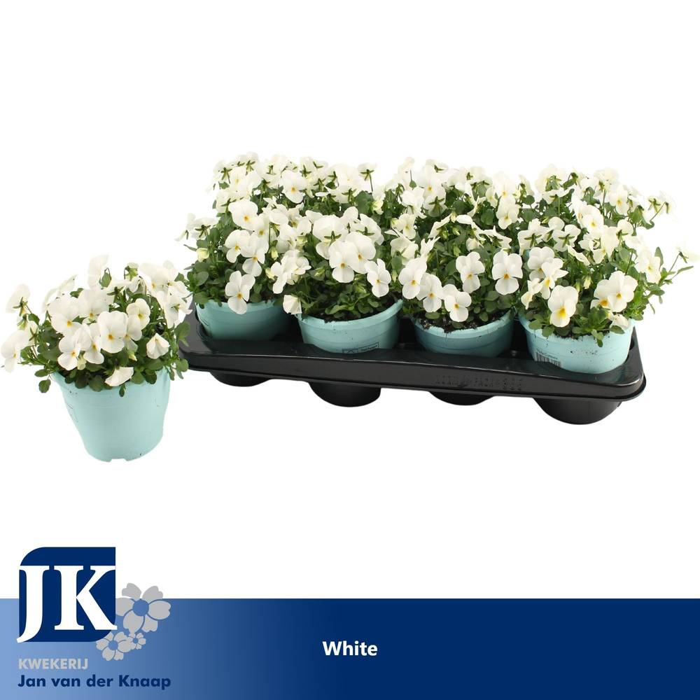 Hornveilchen weiss T14 H012