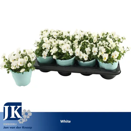 Hornveilchen weiss T14 H012