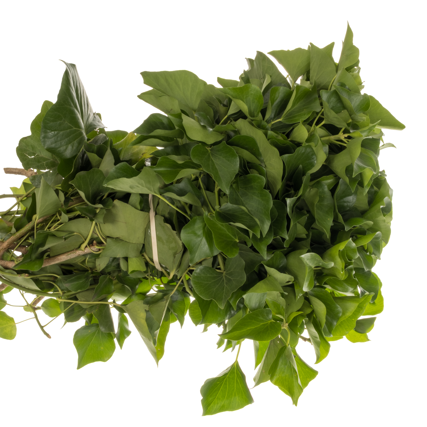 Hedera grün NL Buendel 50cm