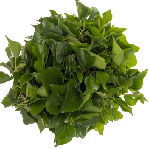 Hedera grün NL Buendel 50cm