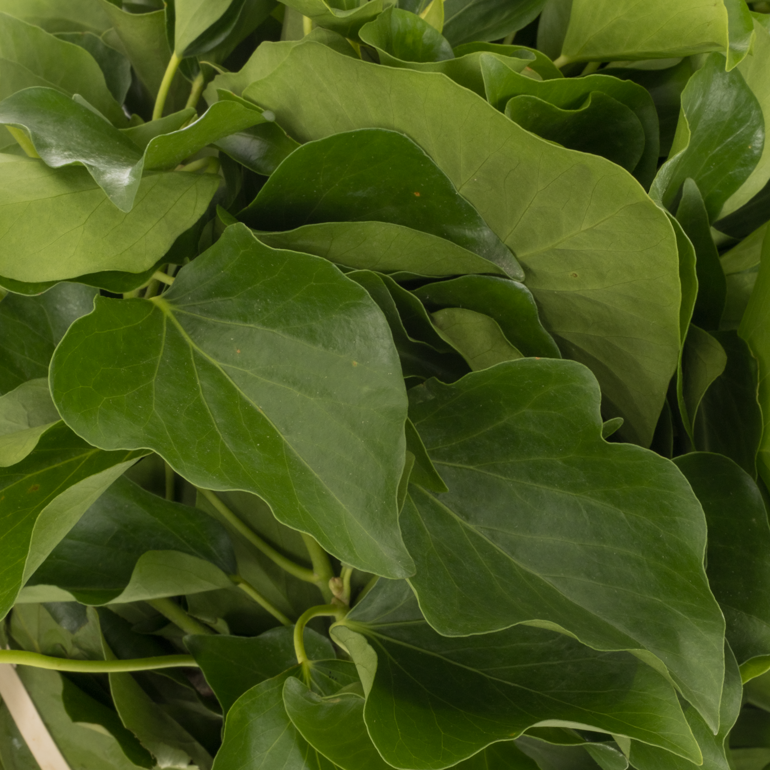 Hedera grün NL Buendel 50cm
