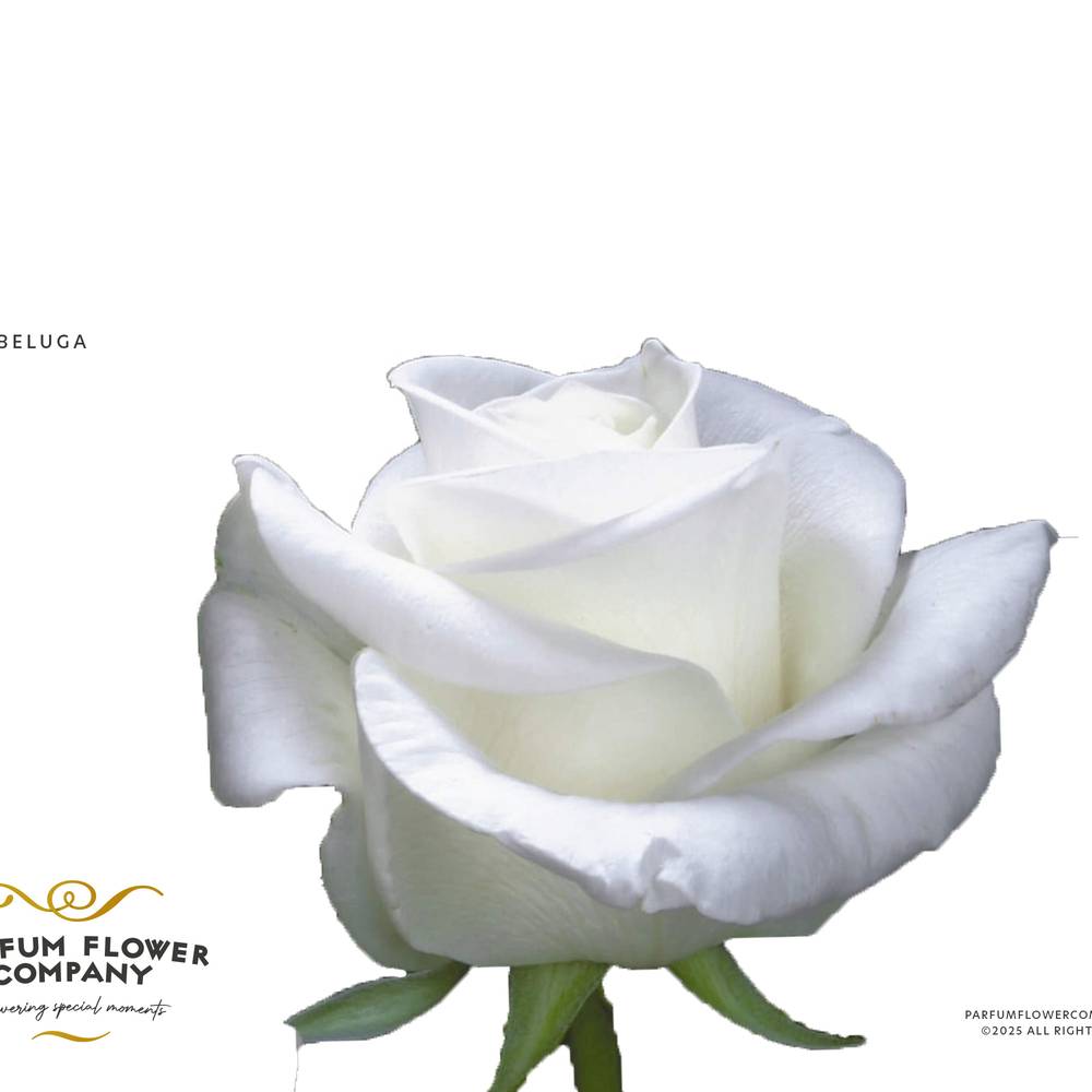 Rose weiss Beluga 50cm