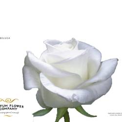 Rose weiss Beluga 50cm