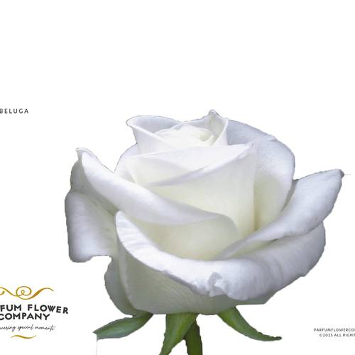 Rose weiss Beluga 50cm