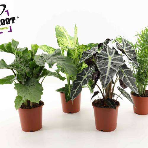 Grünpflanzen mix T17 H055