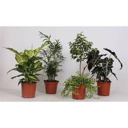 Grünpflanzen mix T17 H055