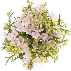 Delphinium rosa Energy Pink 40cm