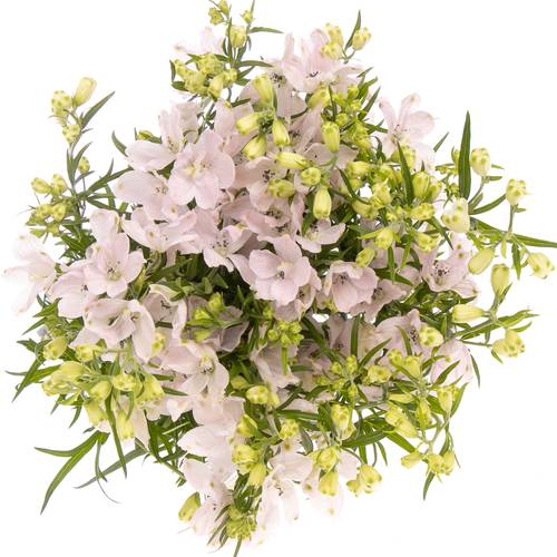Delphinium rosa Energy Pink 40cm