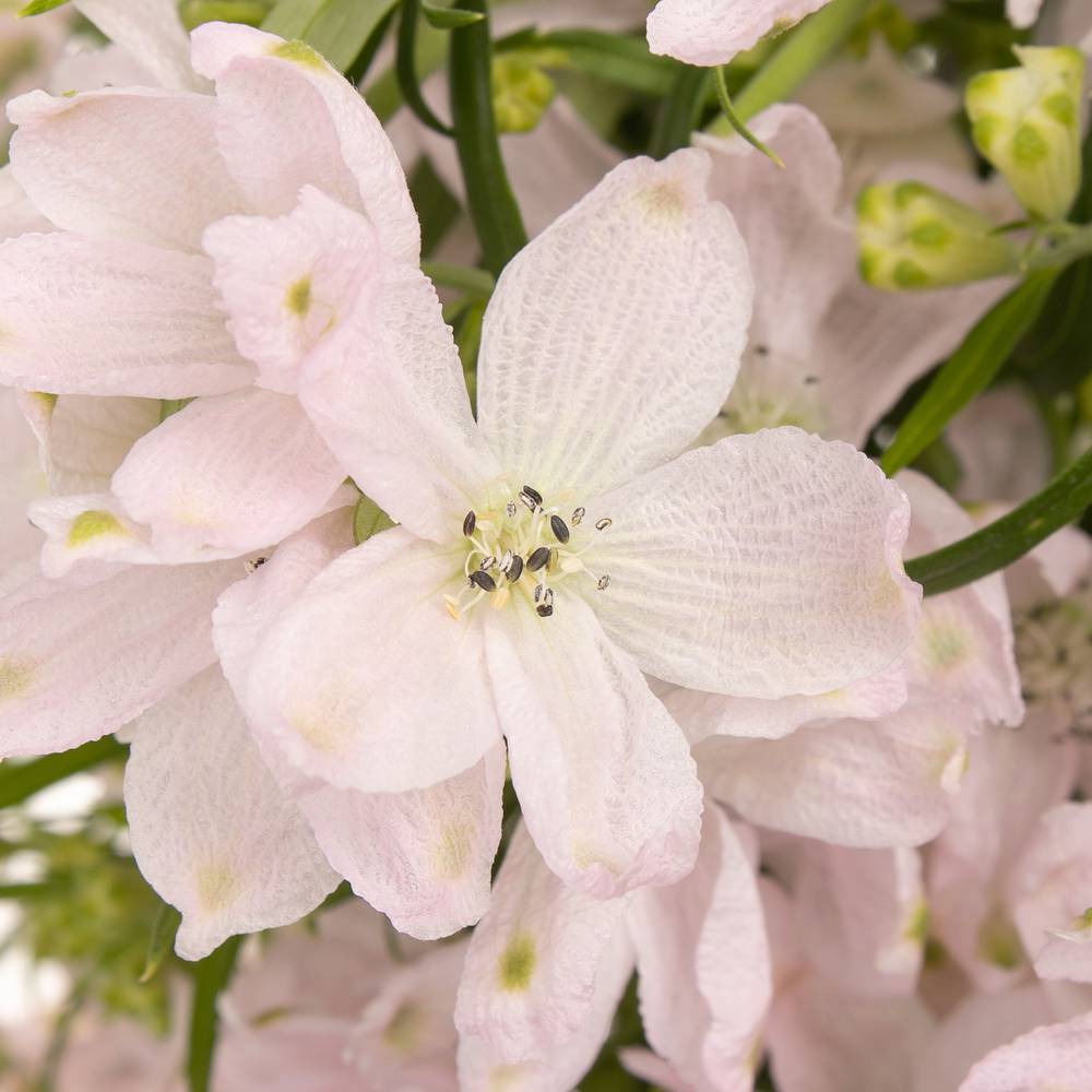 Delphinium rosa Energy Pink 40cm