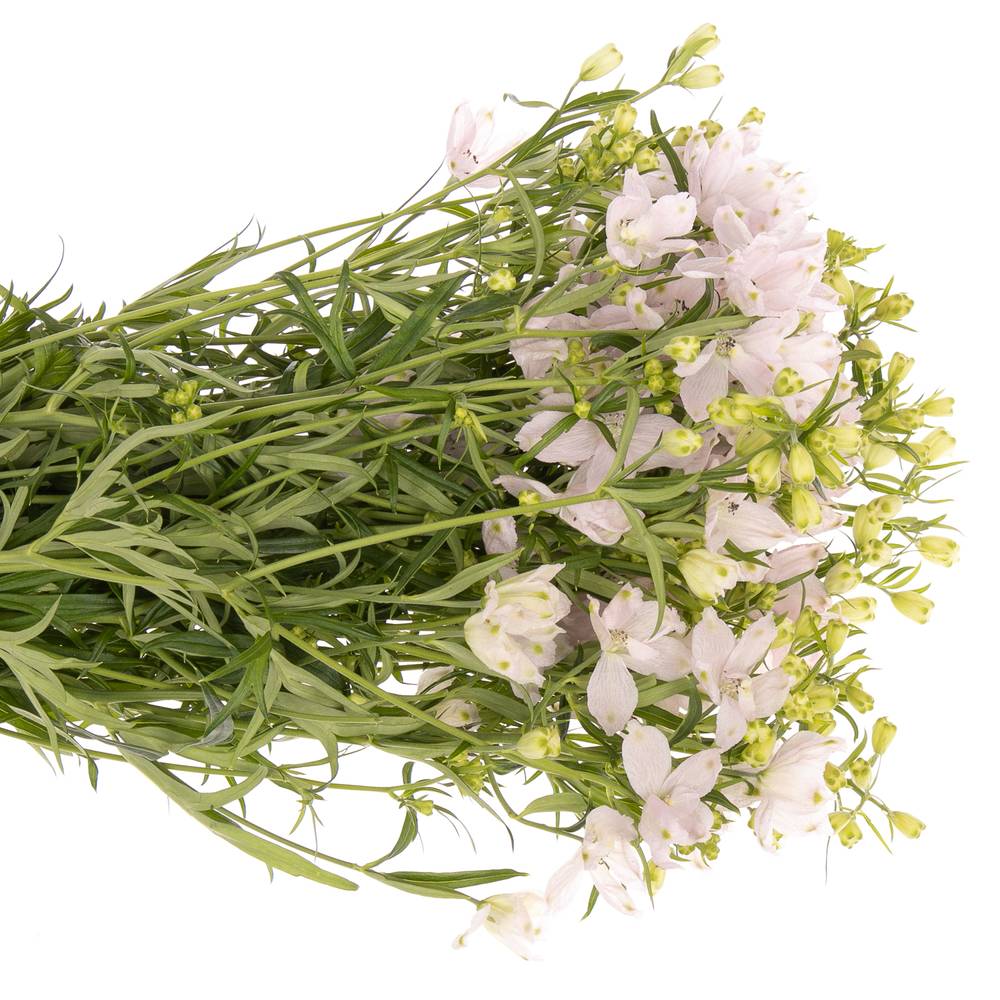 Delphinium rosa Energy Pink 40cm