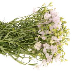 Delphinium rosa Energy Pink 40cm