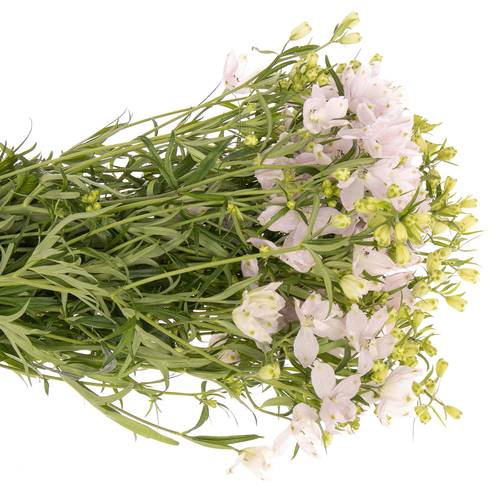 Delphinium rosa Energy Pink 40cm