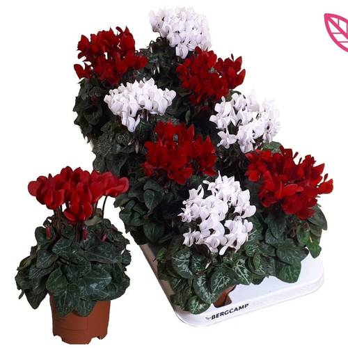 Cyclame rot und weiss SS Weihn. Angebot T10,5 H025
