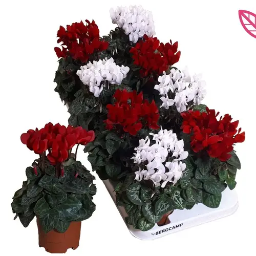 Cyclame rot und weiss SS Weihn. Angebot T10,5 H025