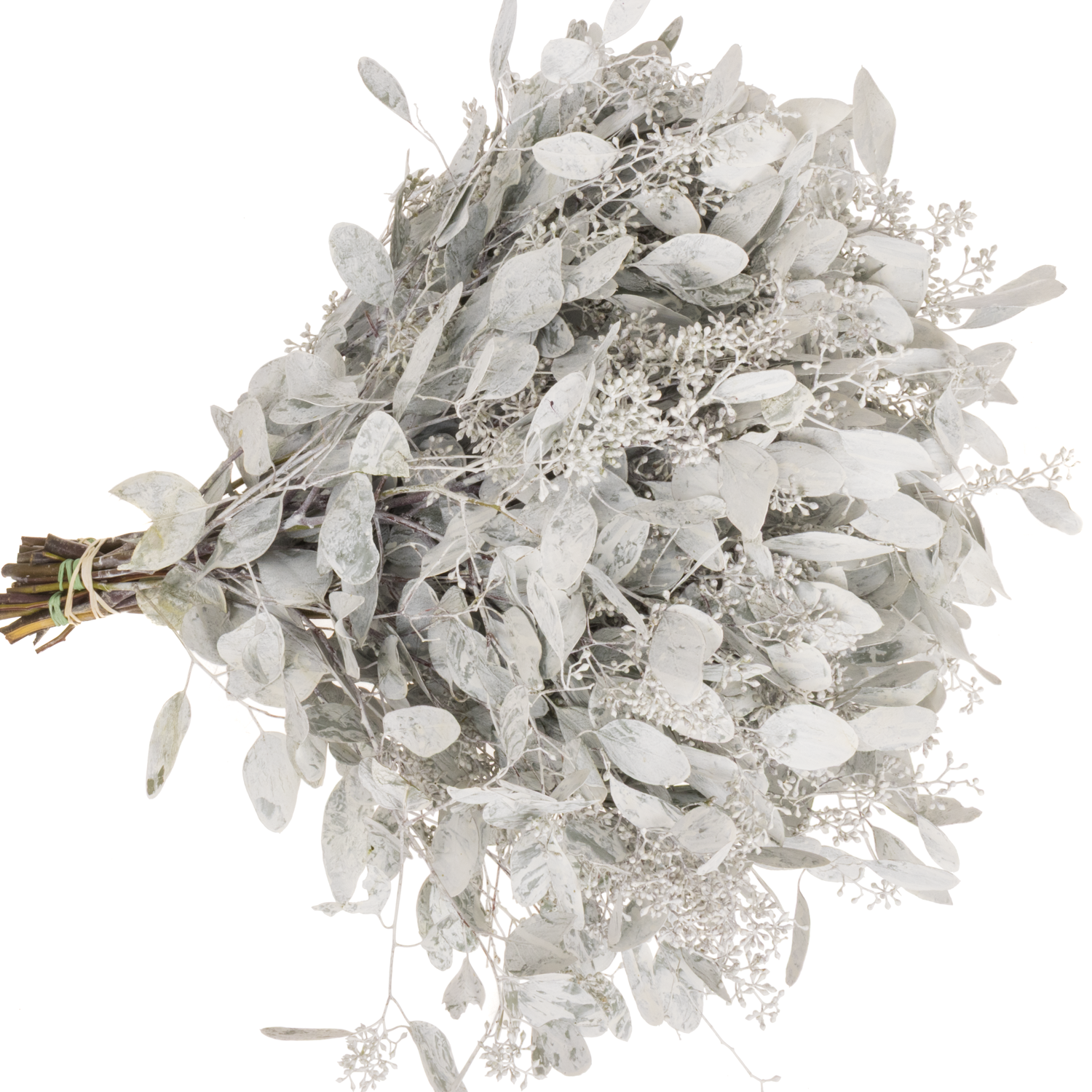 Populus weiss frost Frucht gefärbt 300 Gramm 65cm