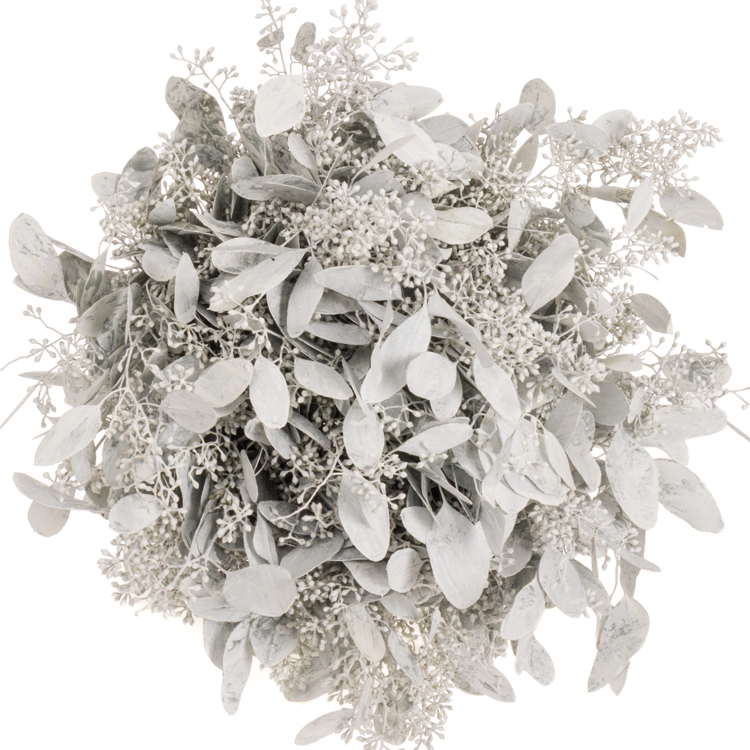 Populus weiss frost Frucht gefärbt 300 Gramm 65cm