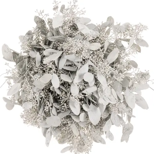 Populus weiss frost Frucht gefärbt 300 Gramm 65cm