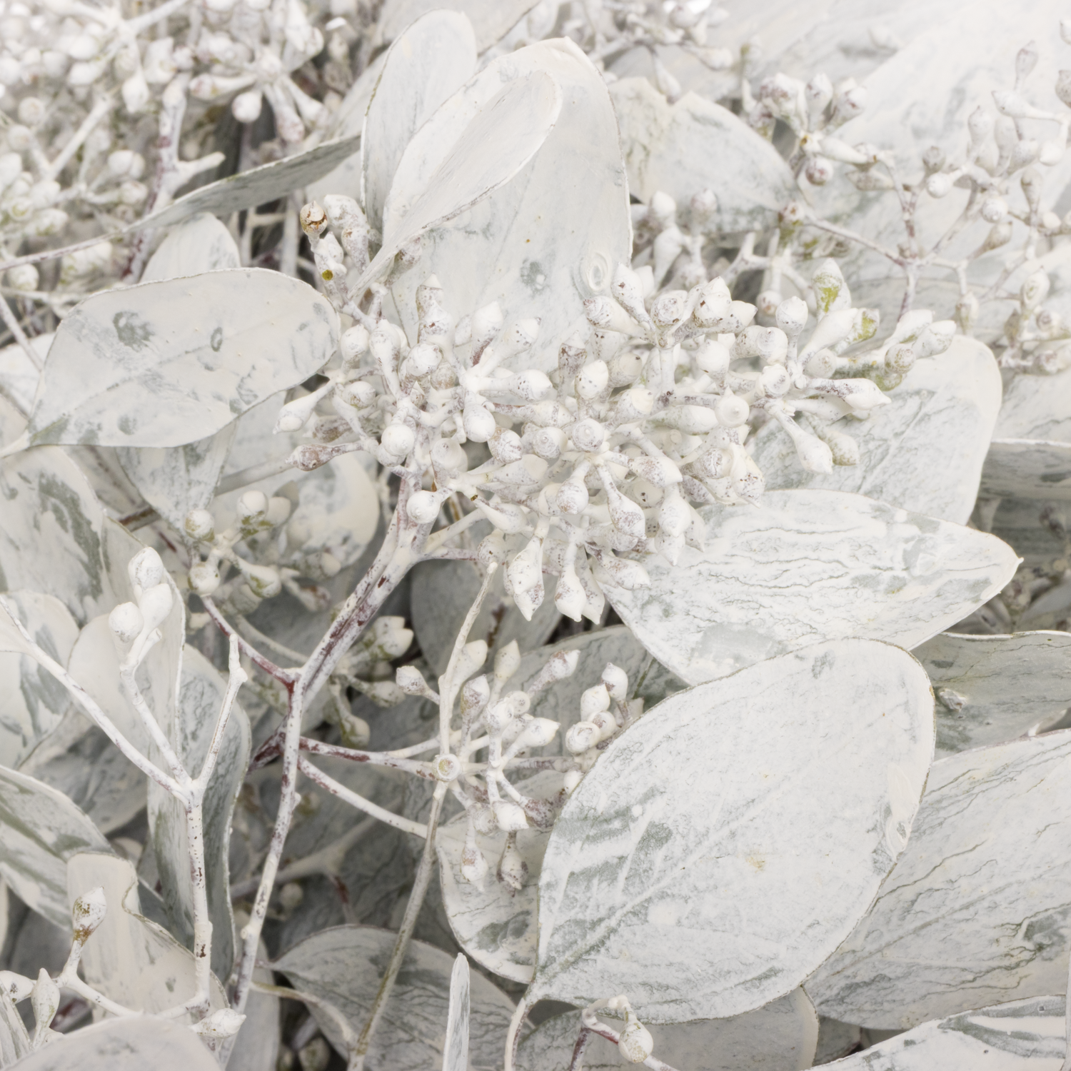 Populus weiss frost Frucht gefärbt 300 Gramm 65cm