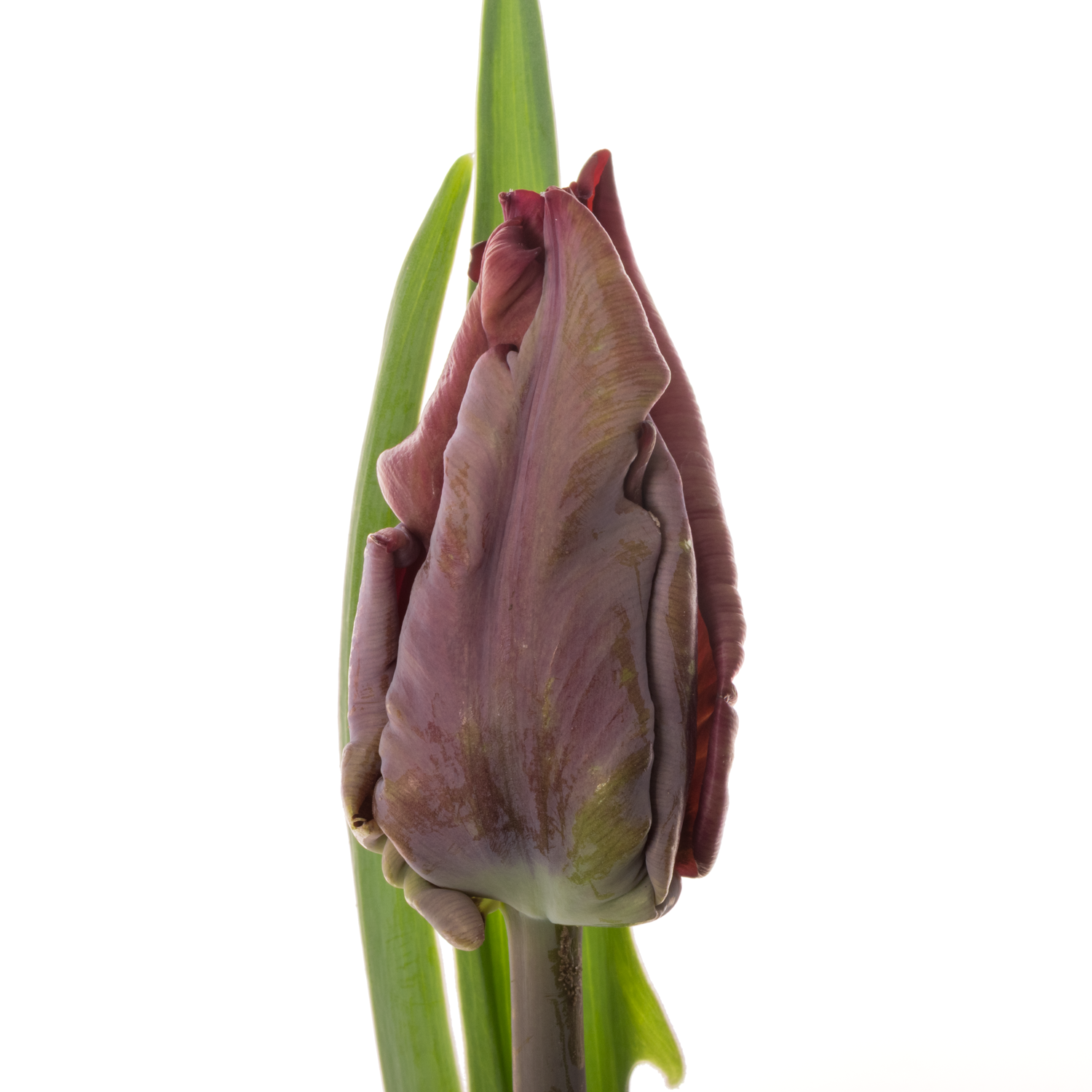 Tulpe rot Night Parrot Coas Tulip 40 Gramm