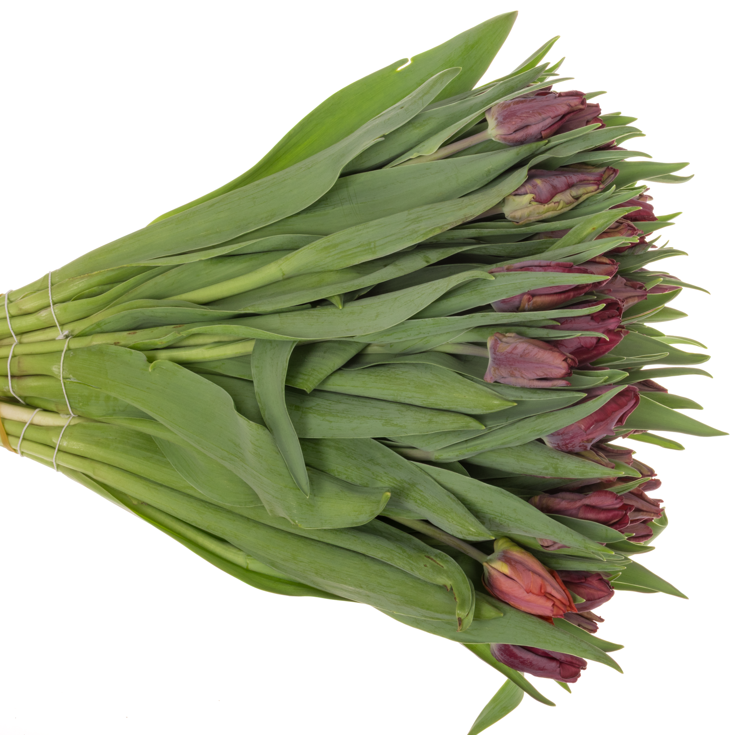 Tulpe rot Night Parrot Coas Tulip 40 Gramm