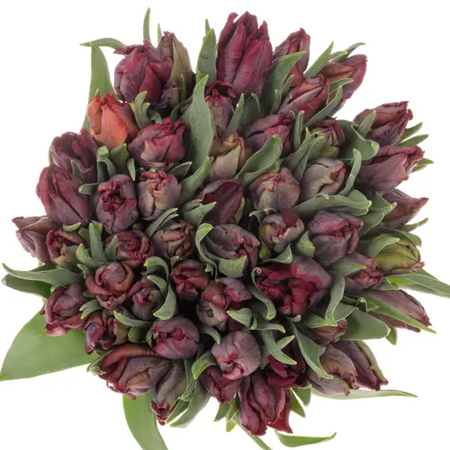 Tulpe rot Night Parrot Coas Tulip 40 Gramm