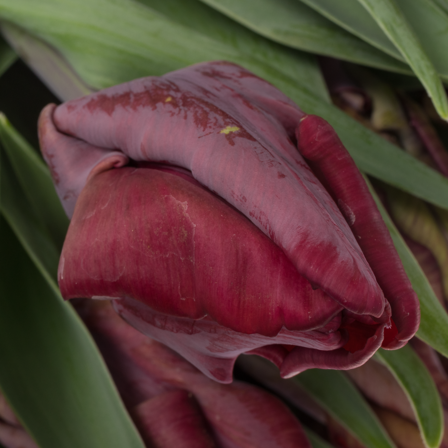 Tulpe rot Night Parrot Coas Tulip 40 Gramm