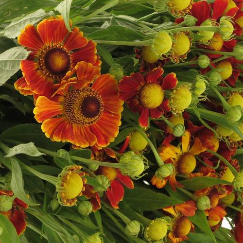 Helenium terracotta Autumn Fire