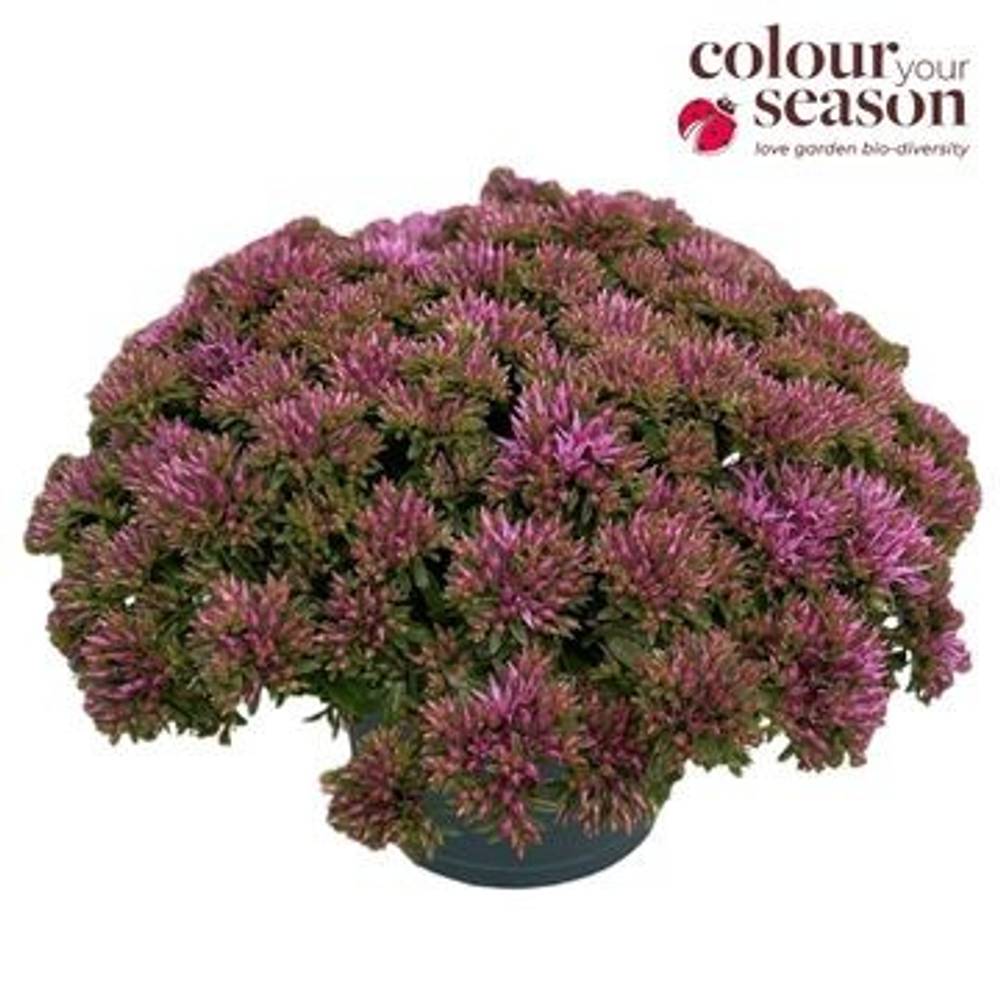 Sedum lila Sunsparkler T15 H030