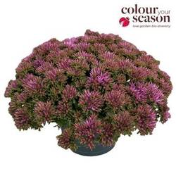 Sedum lila Sunsparkler T15 H030
